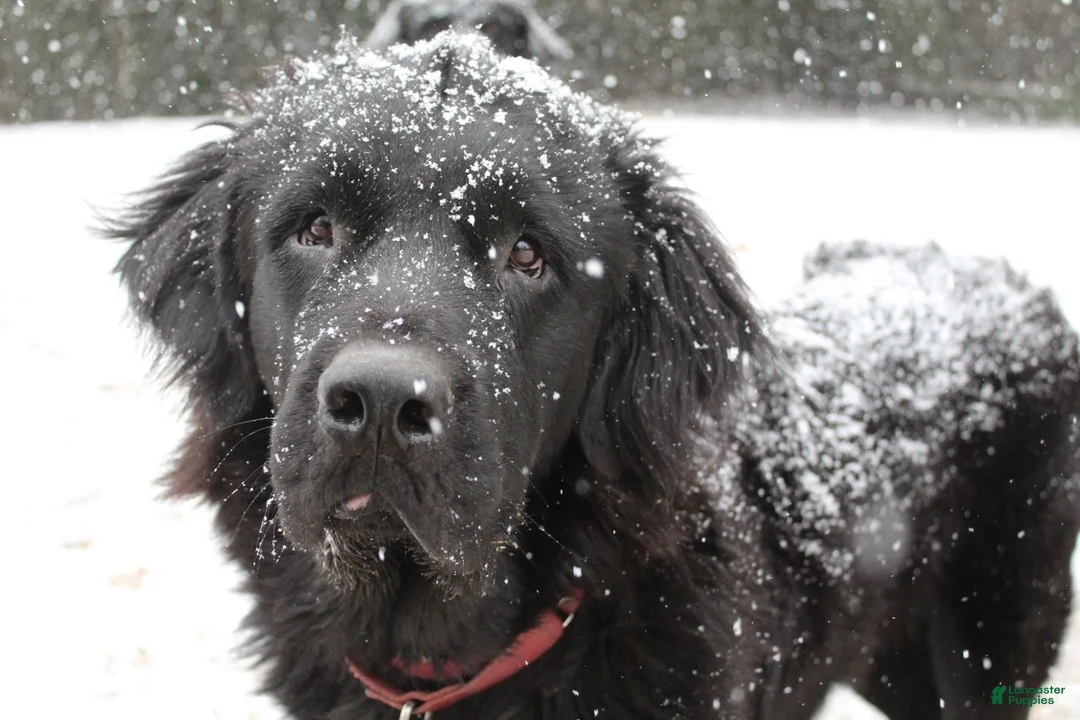 Newfoundland dogs for sale: Bruce - Ad 5