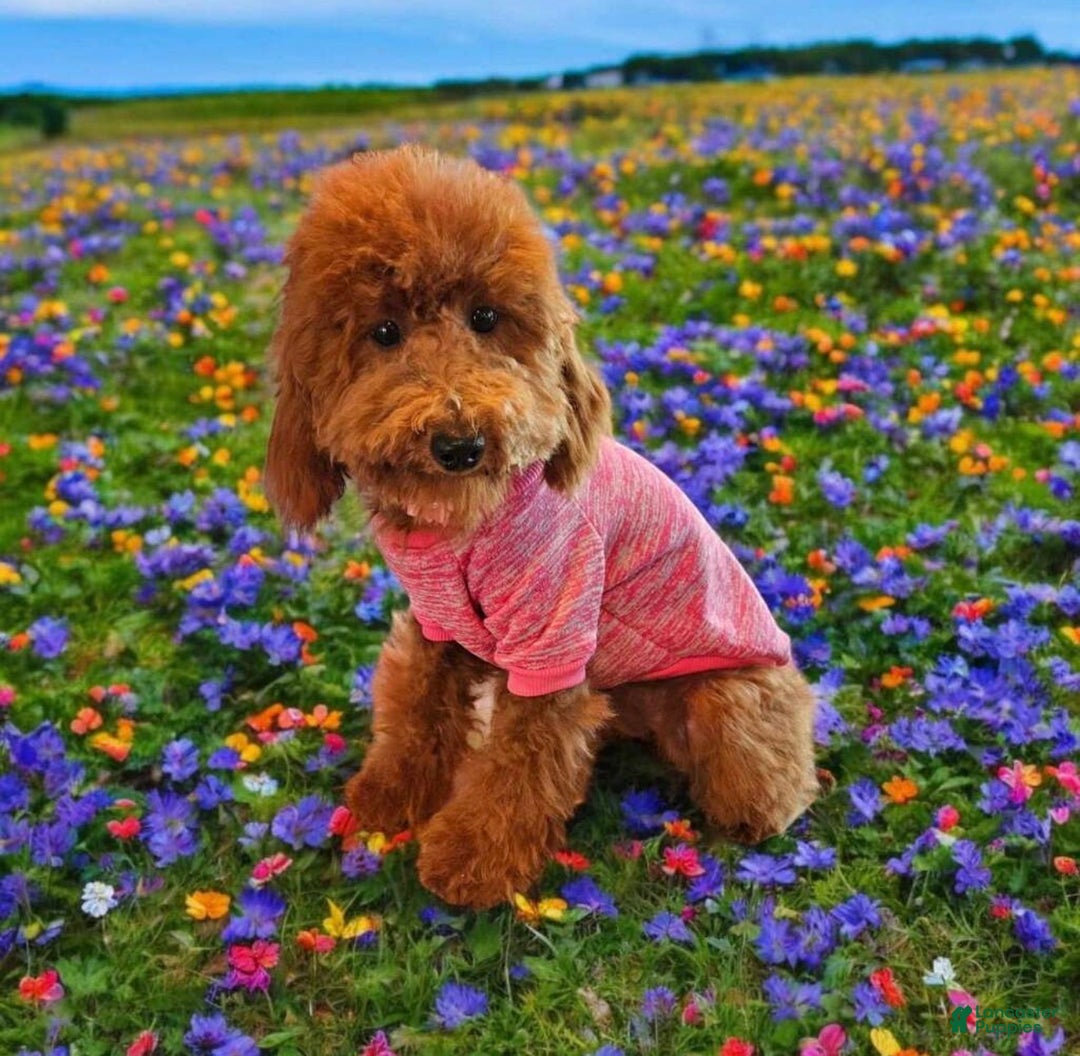 Mini Goldendoodle dogs for sale:  Star ⭐️ - Mini Goldendoodle - Ad 12