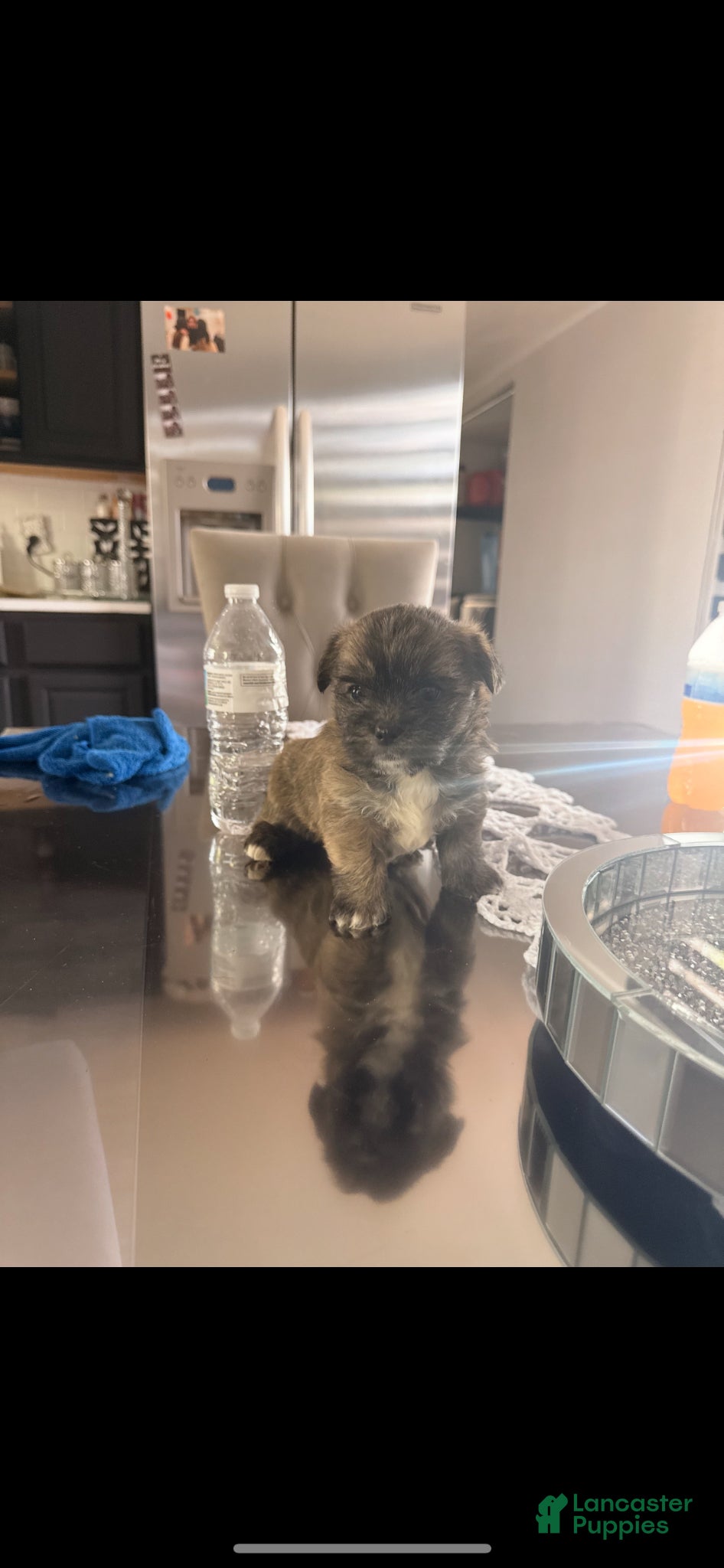 Shorkie dogs for sale: Shorkie Puppy 3 - Ad 2