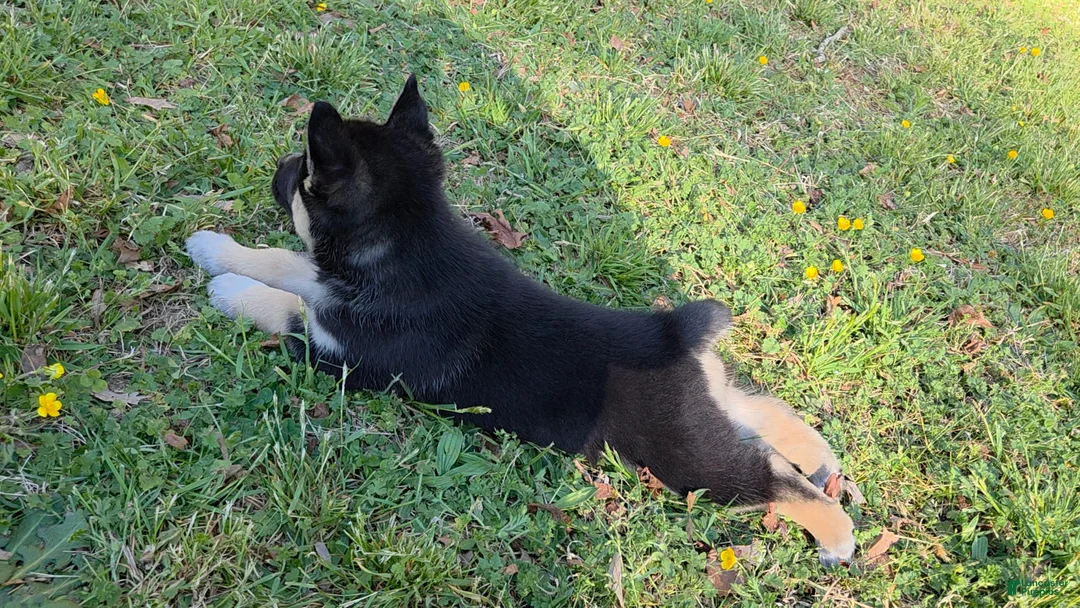 Mixed Breed dogs for sale: Aussie Siberian Puppy 2 - Ad 2