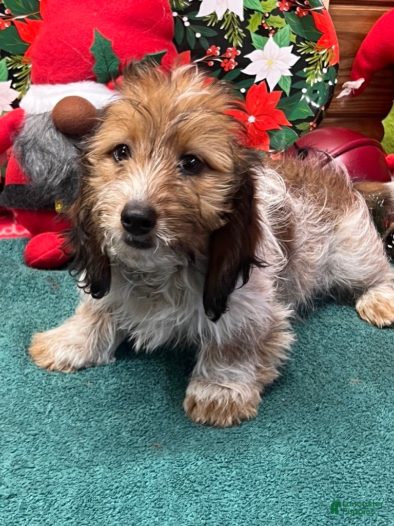 Dachshund dogs Charlie - Ad 30