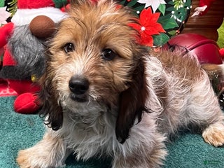 Dachshund dogs Charlie - Ad 30