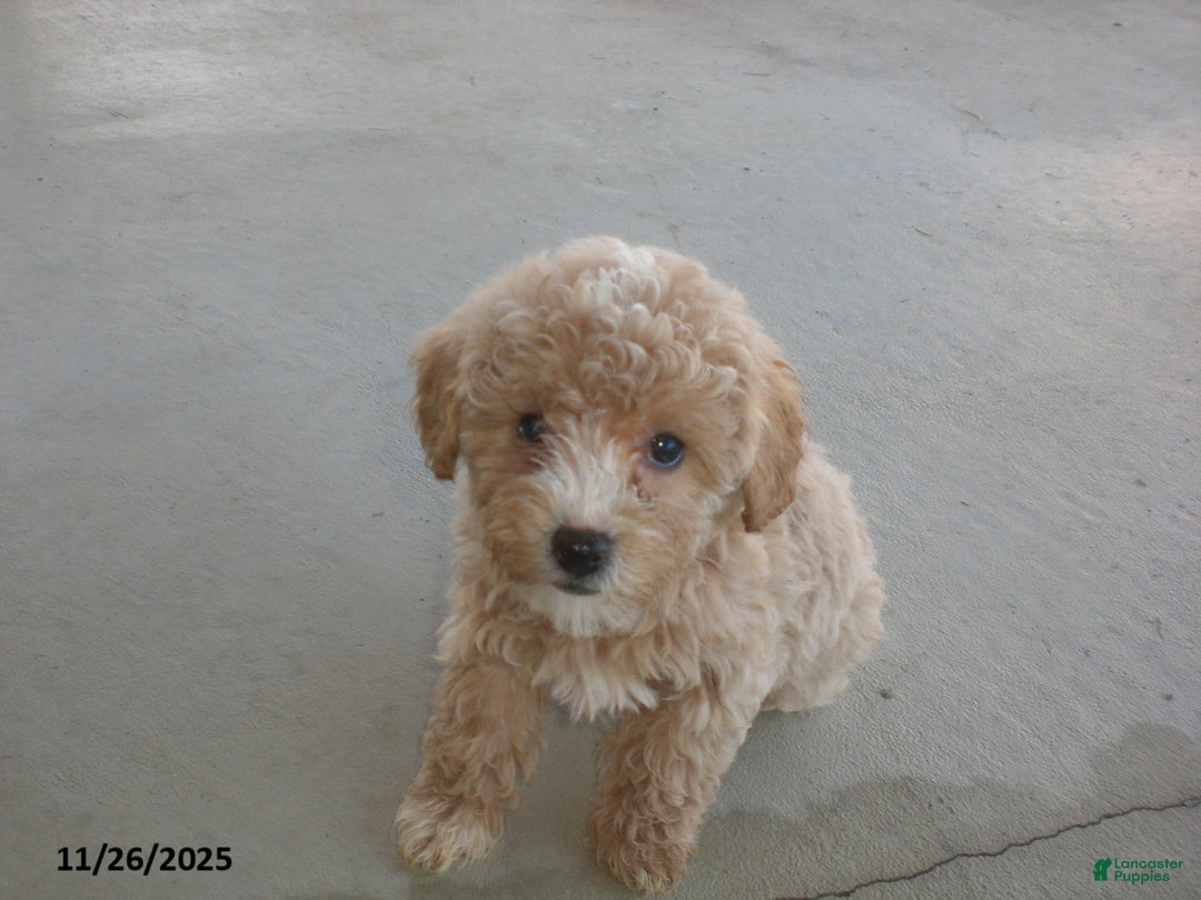 Yorkiepoo dogs for sale: Amber - Ad 4