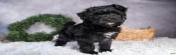 Mini Aussiedoodle dogs for sale: Kit Kat - Ad 18