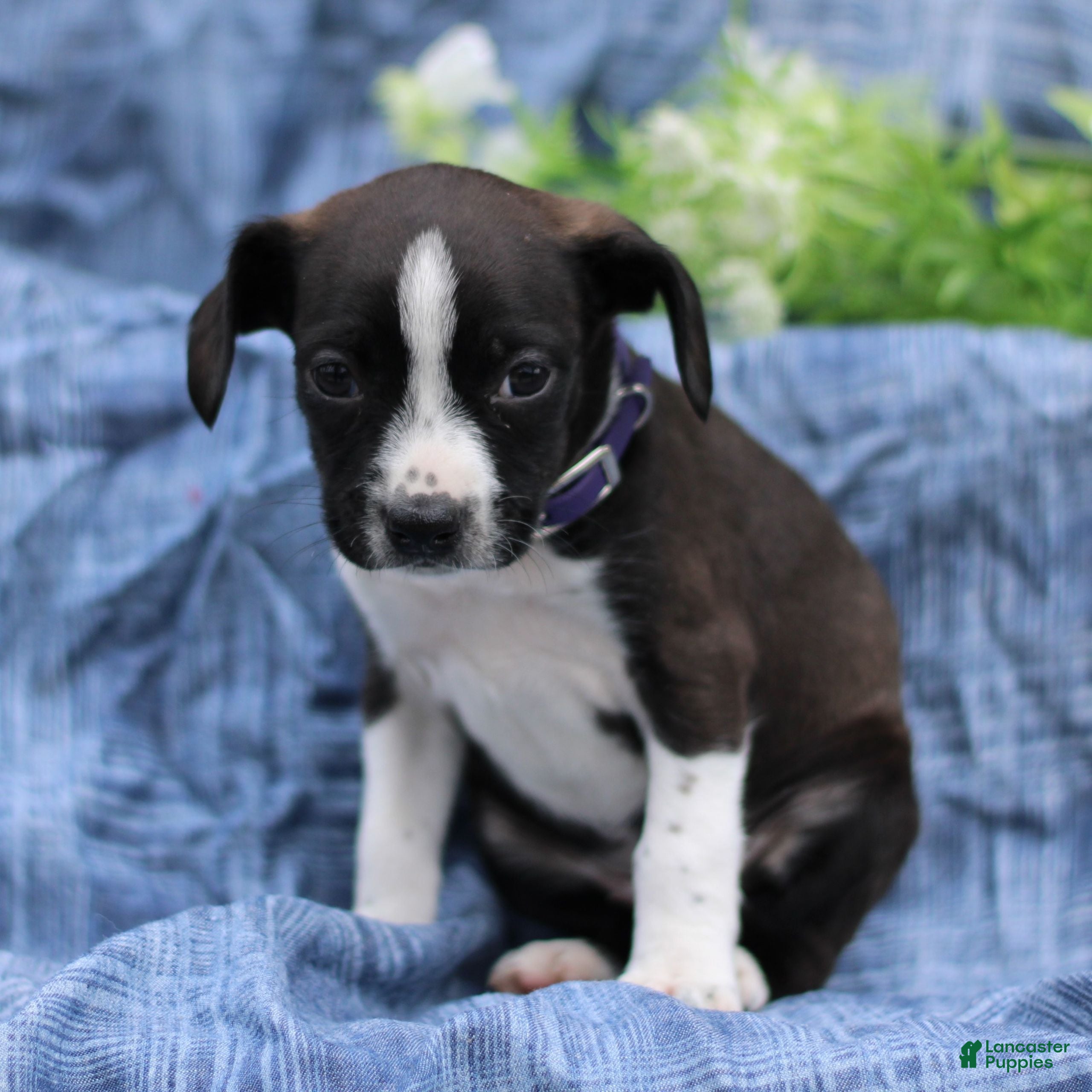 Mixed Breed dogs Kelsey  - Ad 1