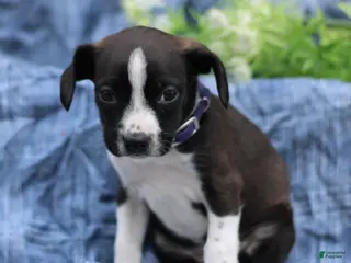 Mixed Breed dogs for sale: Kelsey - Ad 1