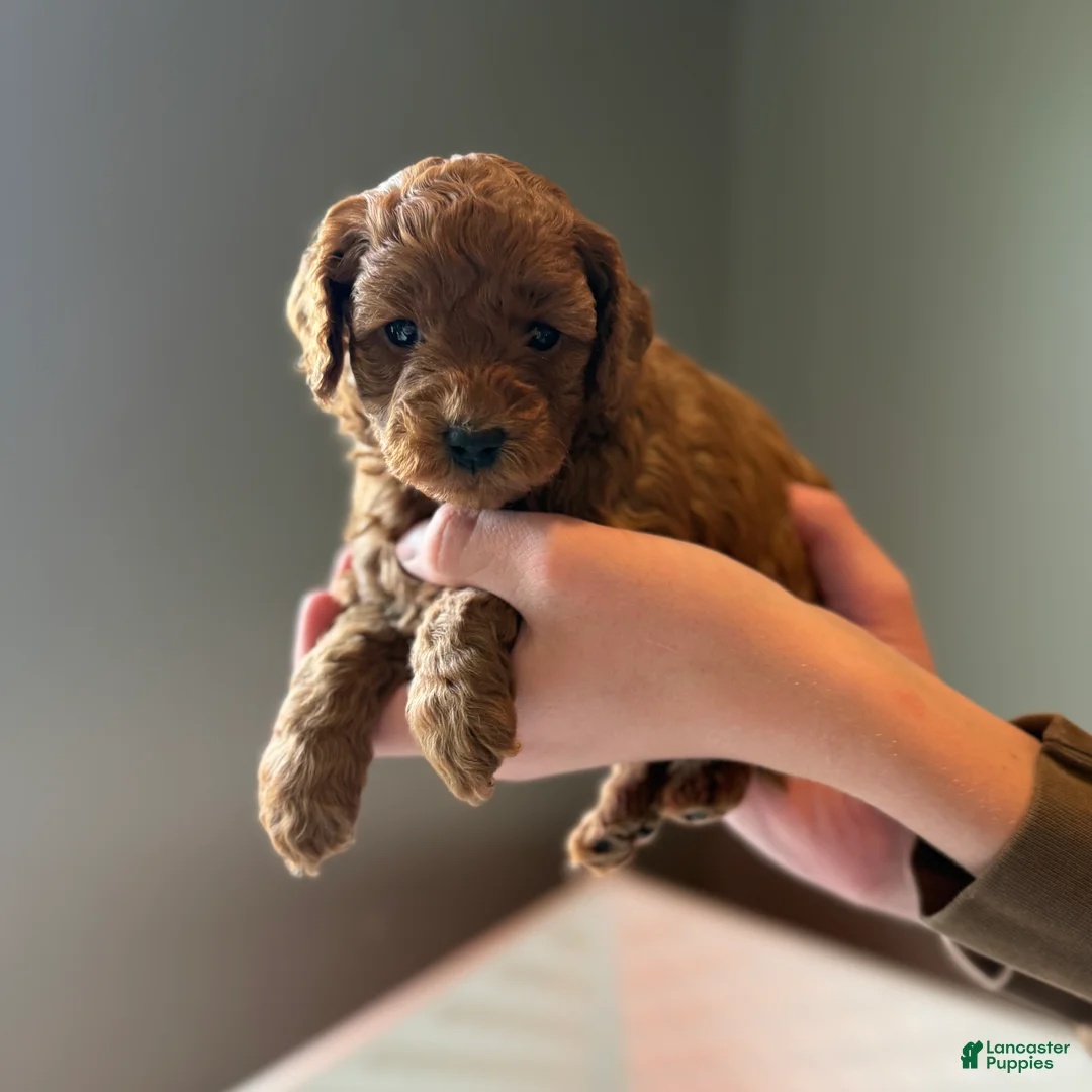 Mini Goldendoodle dogs for sale: Mini Goldendoodle 5 - Ad 2