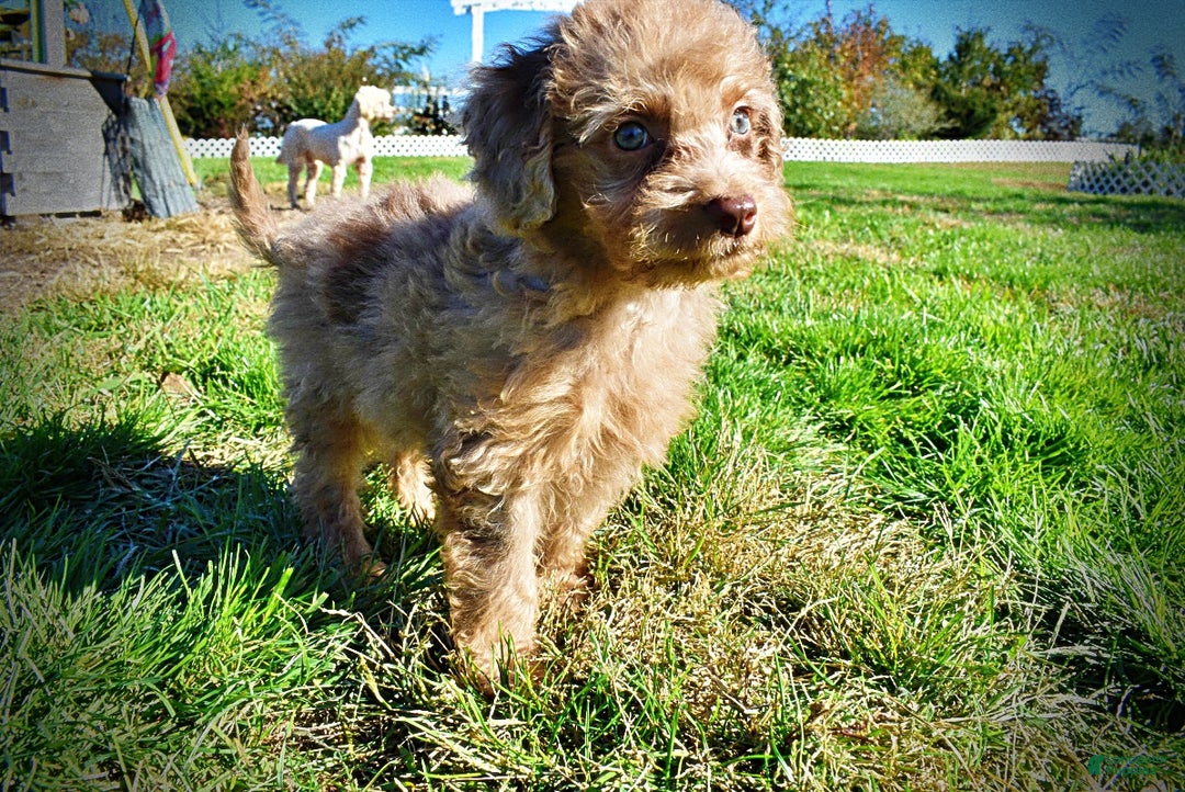 Havapoo dogs for sale: Indigo - Ad 14