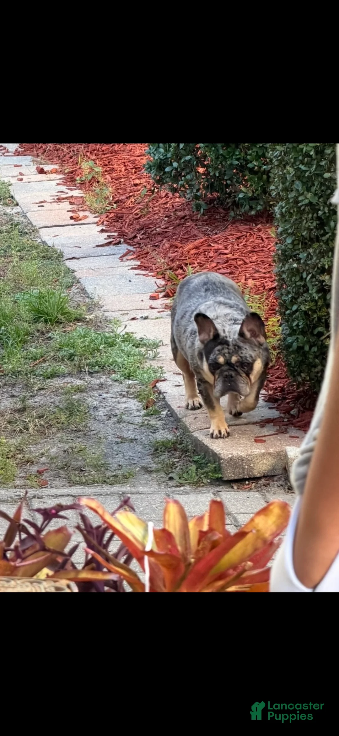 French Bulldog dogs for sale: Princess - Ad 7