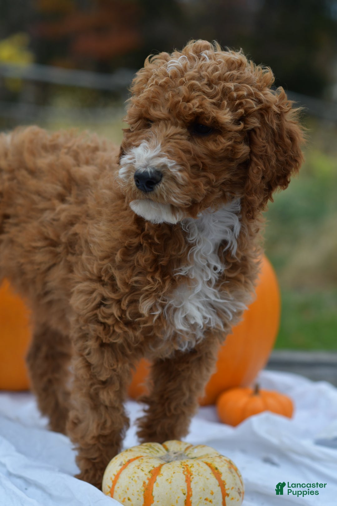 Standard Poodle dogs for sale: Candy - Ad 8