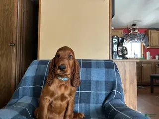 Irish Setter dogs Irish Setter male blue collar - Ad 40