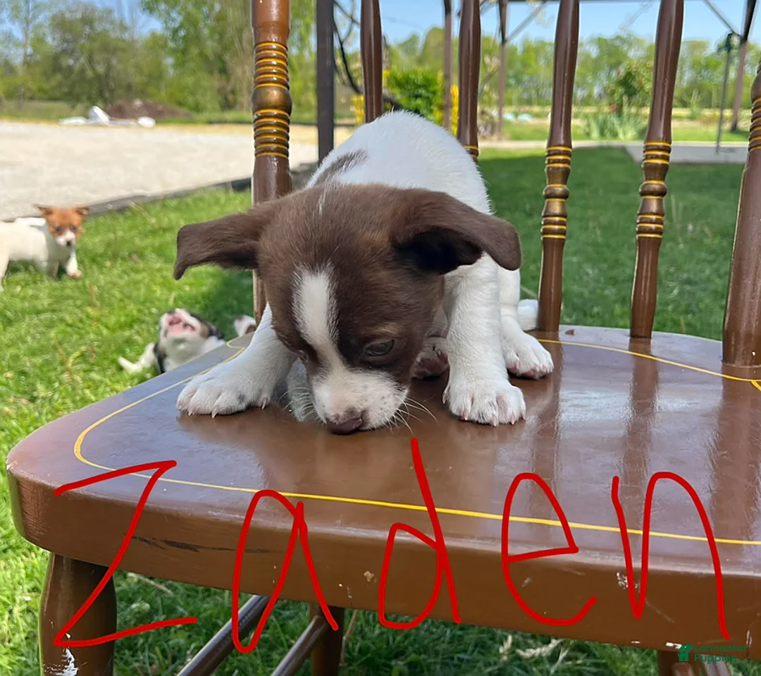 Jack Russell Terrier dogs for sale: Zaden - Ad 5