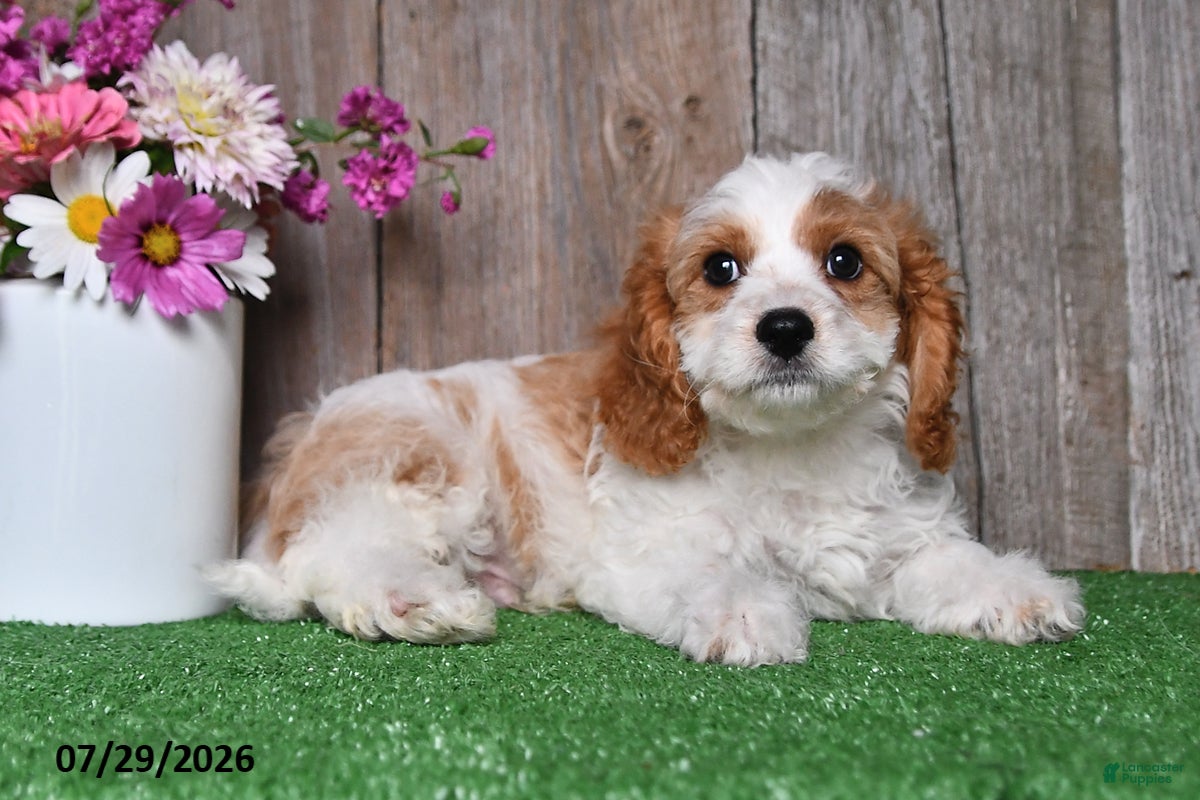Cavapoo dogs Diesel - Ad 1