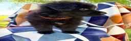 German Shepherd dogs for sale: Long Coat Female - Ad 4