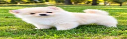 Pomeranian dogs for sale: Pomeranian  - Ad 4