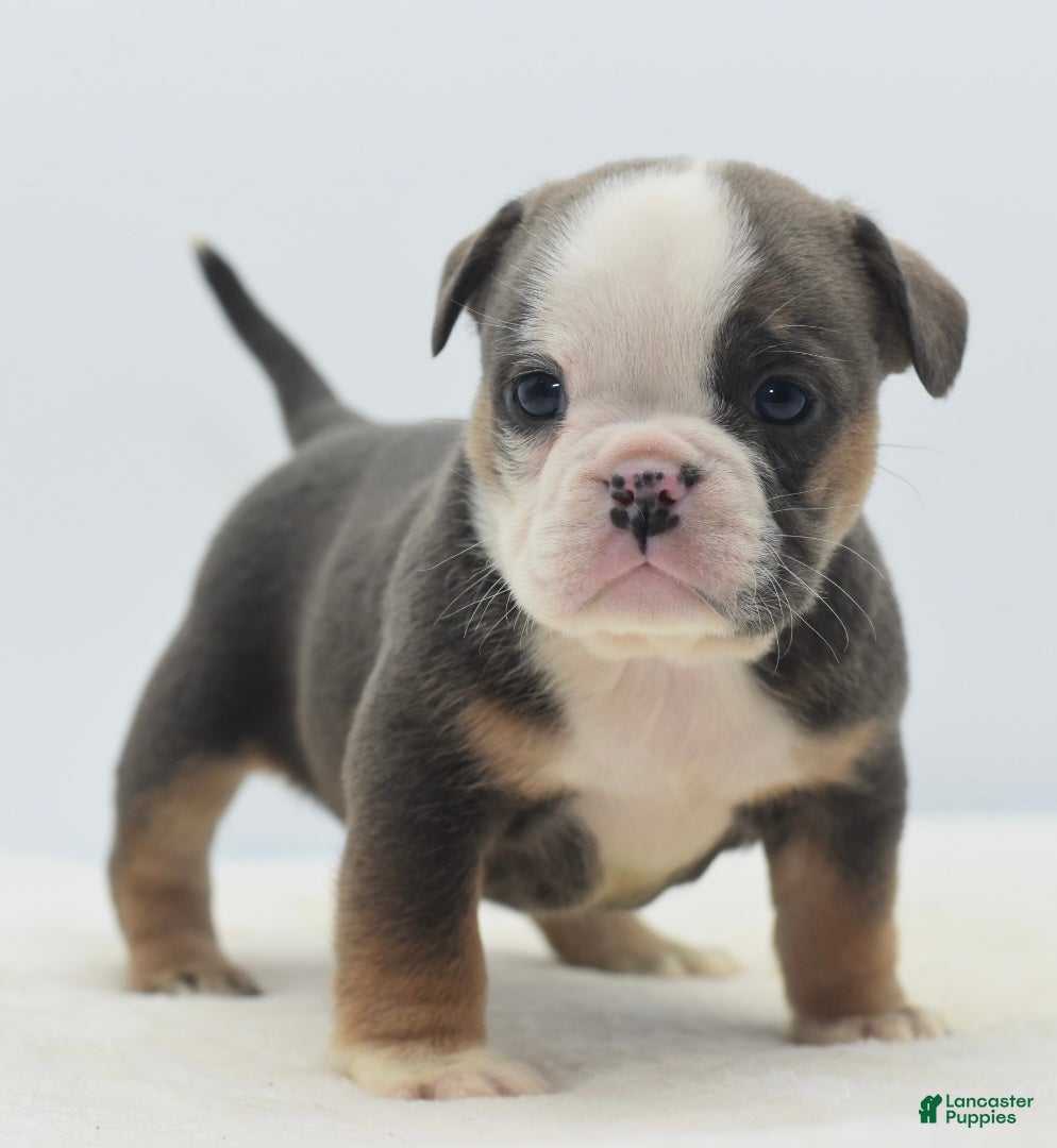 Mixed Breed dogs Savanna Tiny mini bulldog  - Ad 25