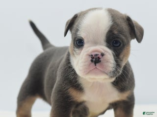 Mixed Breed dogs Savanna Tiny mini bulldog - Ad 41