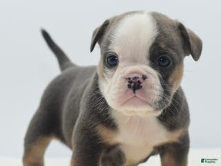 Mixed Breed dogs Savanna Tiny mini bulldog - Ad 32