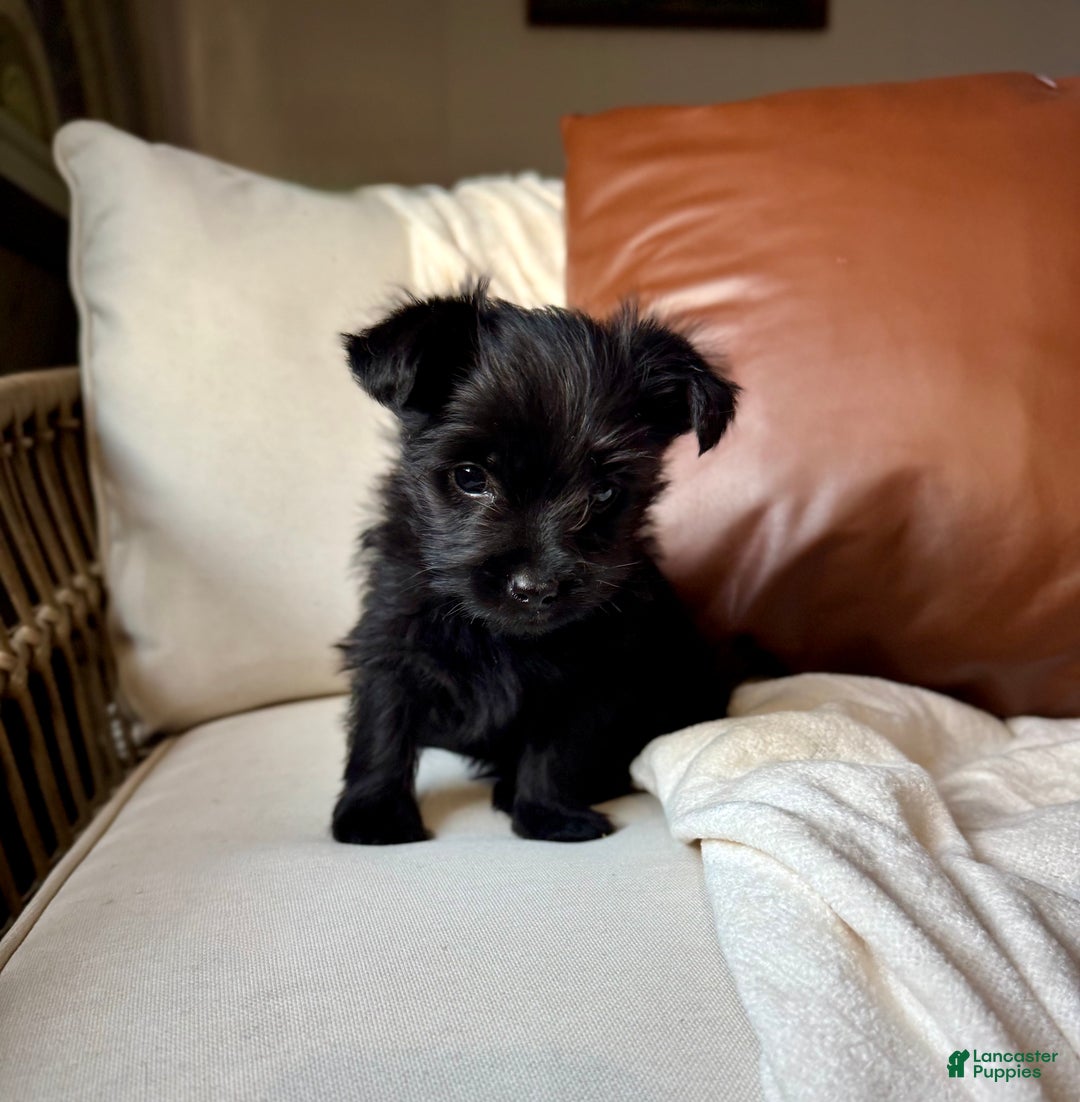 Yorkiepoo dogs for sale: Dakota - Ad 2