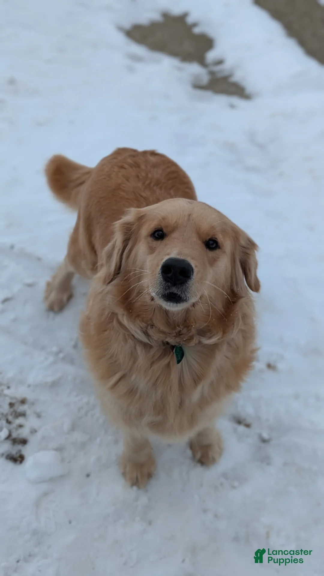 Golden Retriever dogs for sale: George - Ad 7