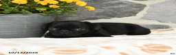 Pug dogs for sale: Bubbles - Ad 3