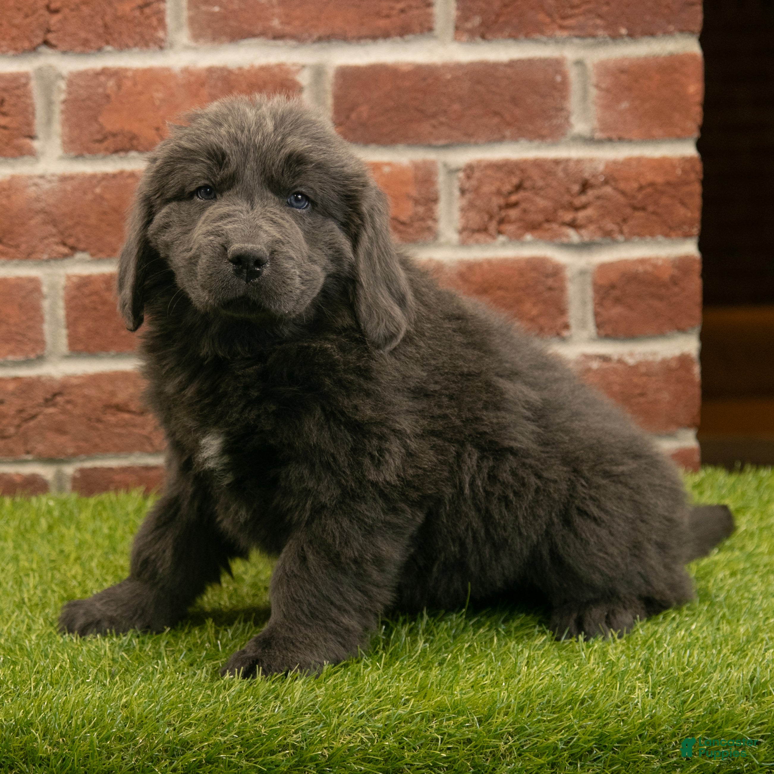 Newfoundland dogs Jasmine - Ad 2
