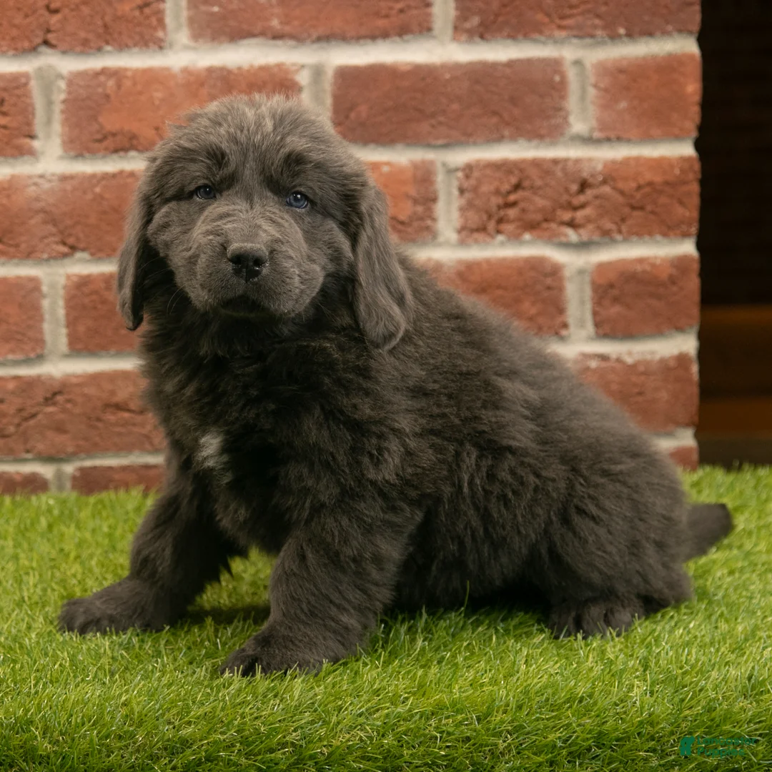Newfoundland dogs for sale: Jasmine - Ad 2