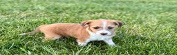 Mixed Breed dogs for sale: Italian greyhound/Havanese Cade  - Ad 7