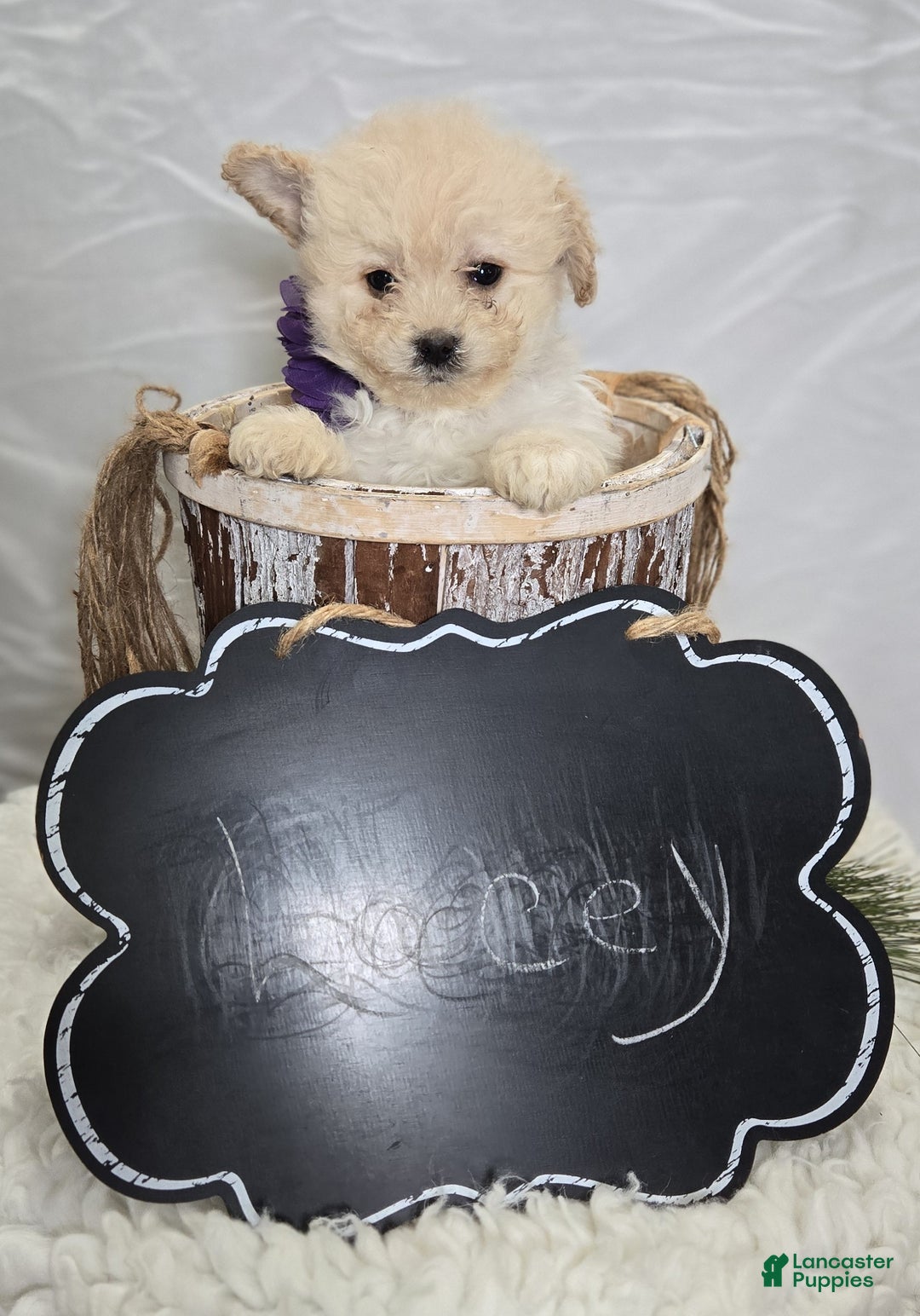 Pomapoo dogs for sale: Lacey - Ad 4