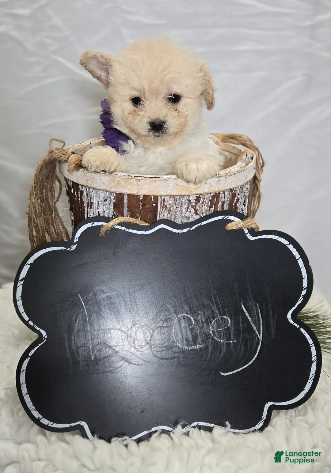 Pomapoo dogs for sale: Lacey - Ad 2