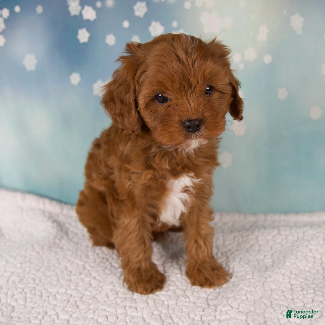 Cavapoo dogs for sale: Echo - Ad 2