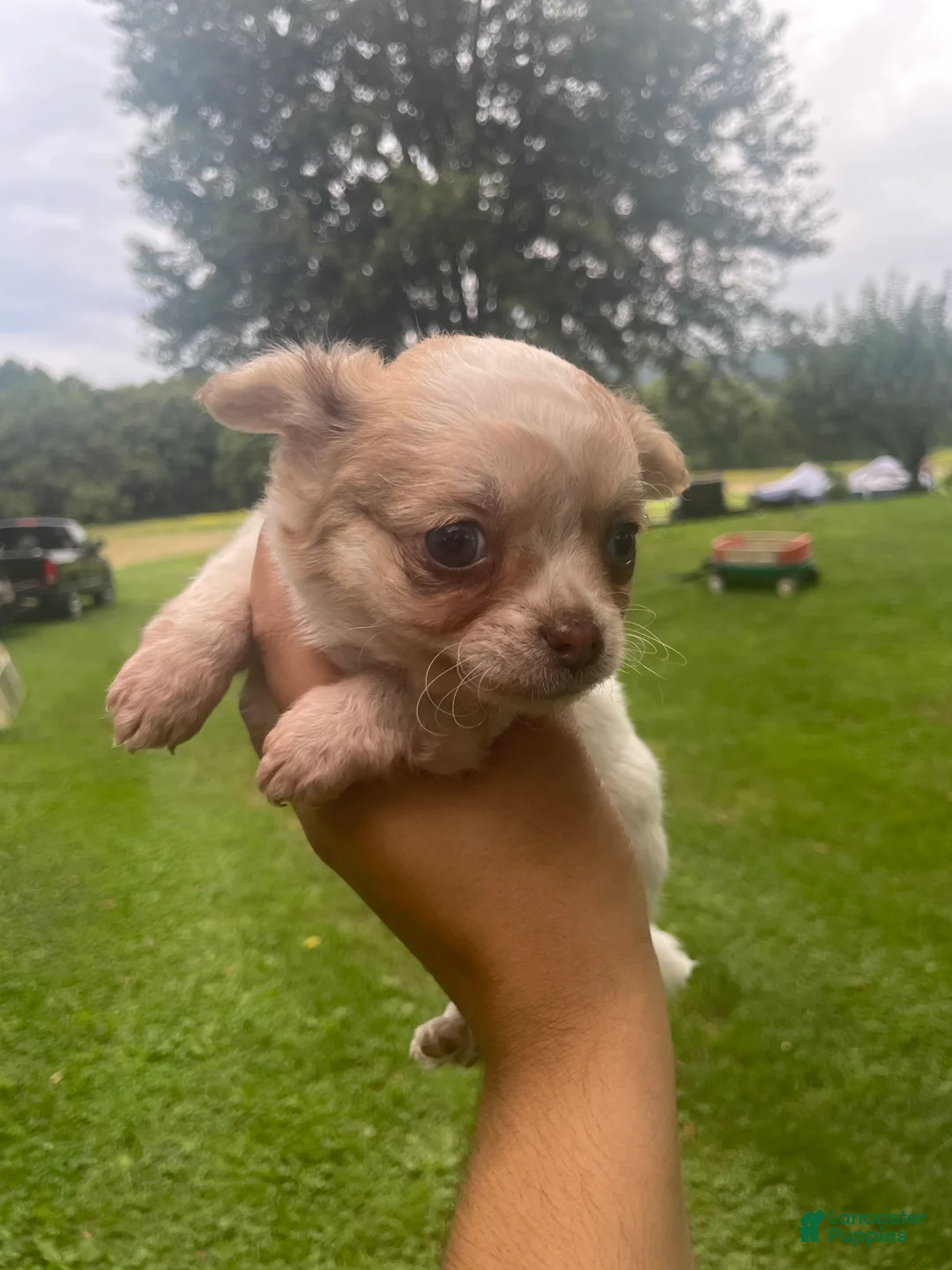 Chihuahua dogs for sale: Rio - Ad 2