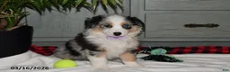 Australian Shepherd dogs for sale: Pansy - Ad 3