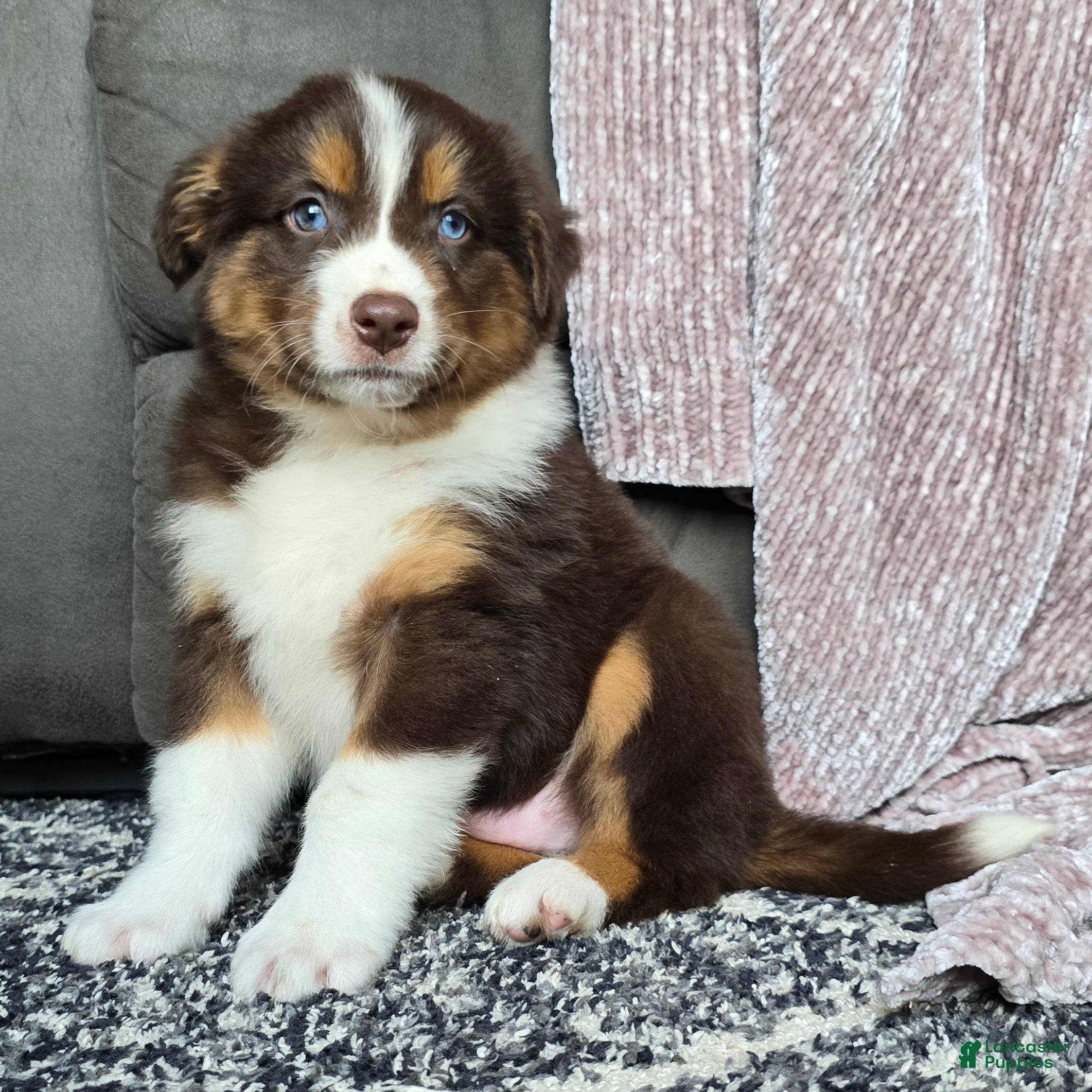 Australian Shepherd dogs Bobby - Ad 1