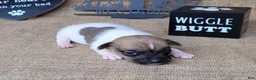 Jack Russell Terrier dogs for sale: Jude purebred JRT - Ad 2