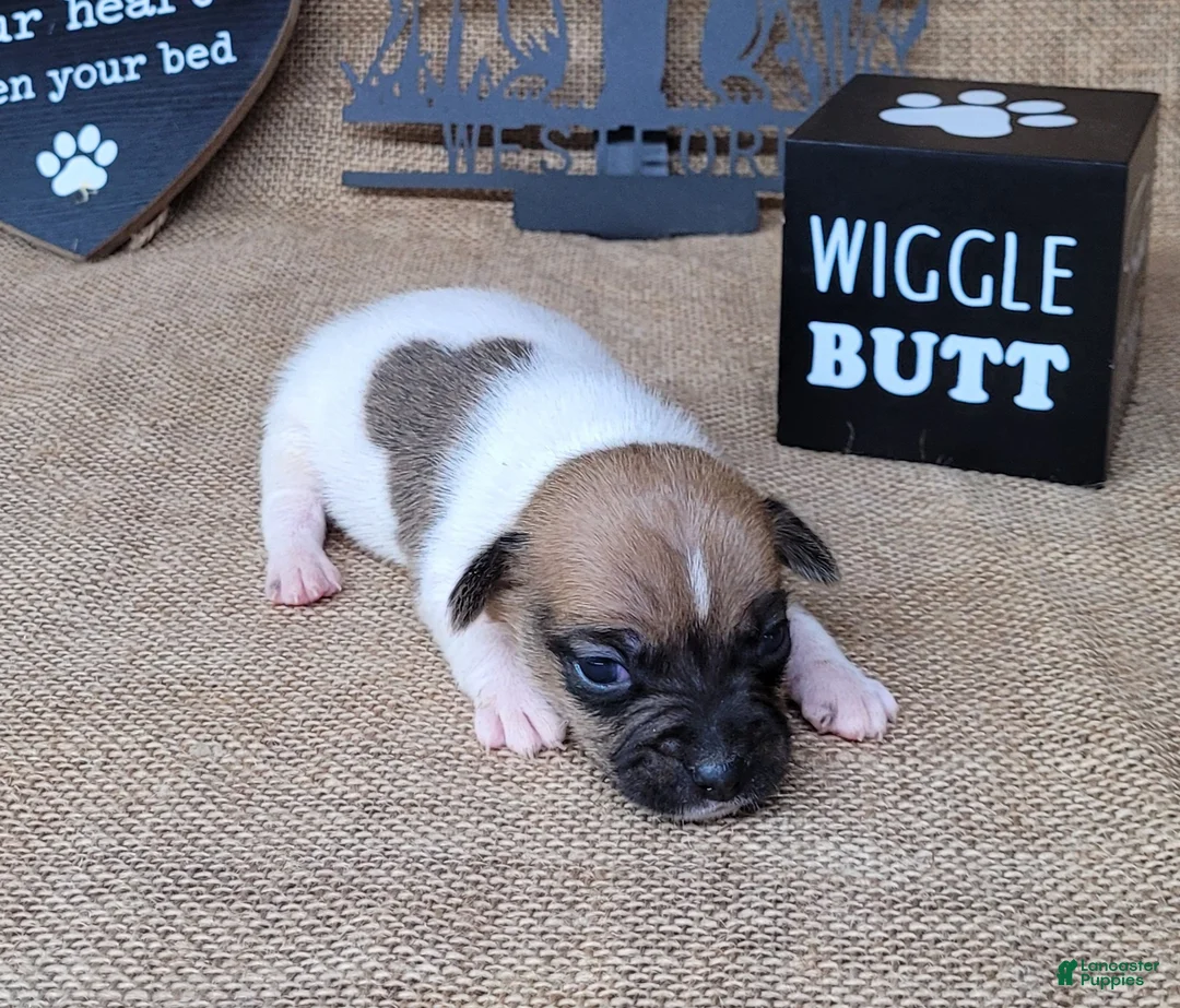 Jack Russell Terrier dogs for sale: Jude purebred JRT - Ad 2