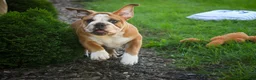 English Bulldog dogs for sale: Dream English Bulldog leash trained and crate training in progress - Ad 7