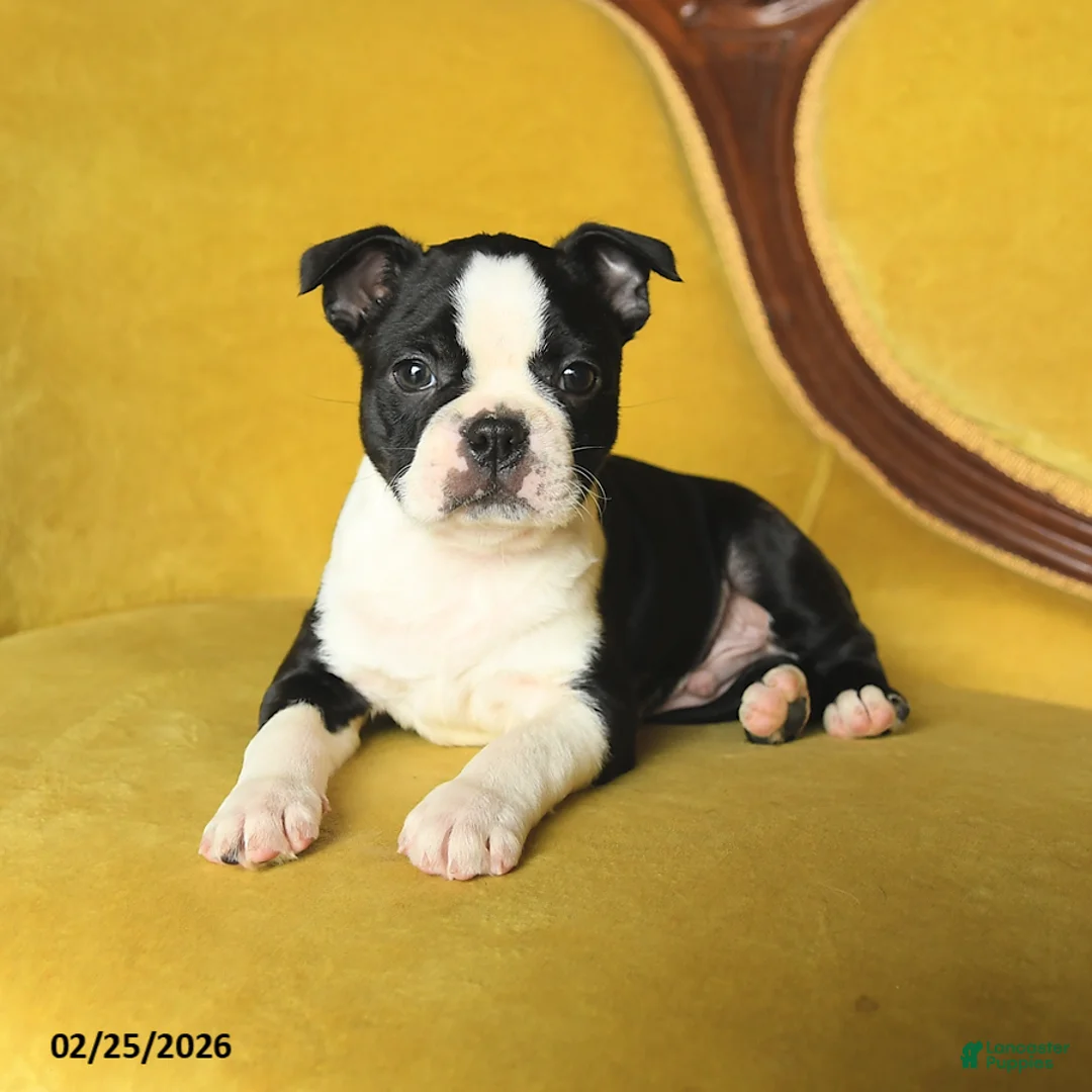 Boston Terrier dogs for sale: Sparkles - Ad 3