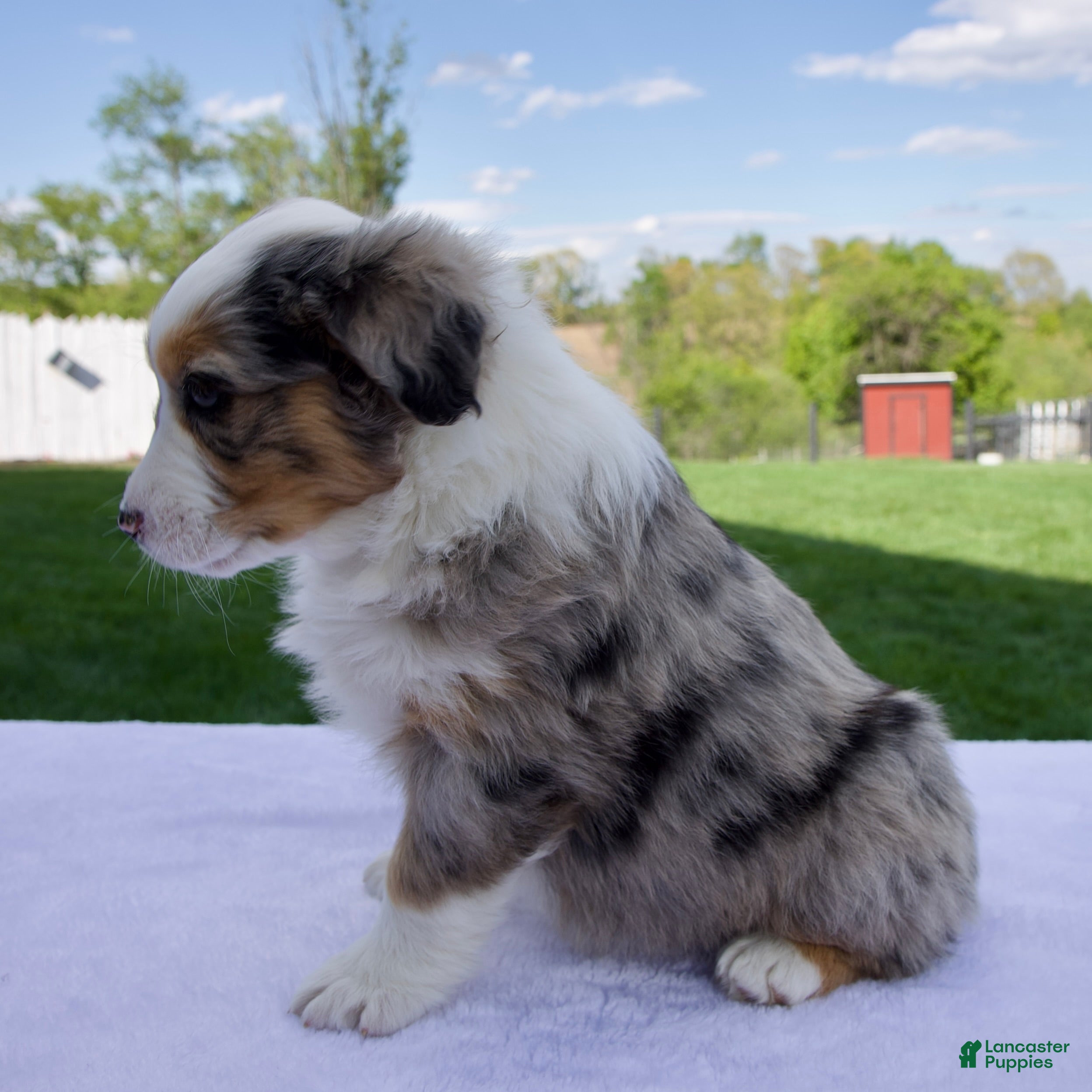 Australian Shepherd dogs Piper - Ad 2