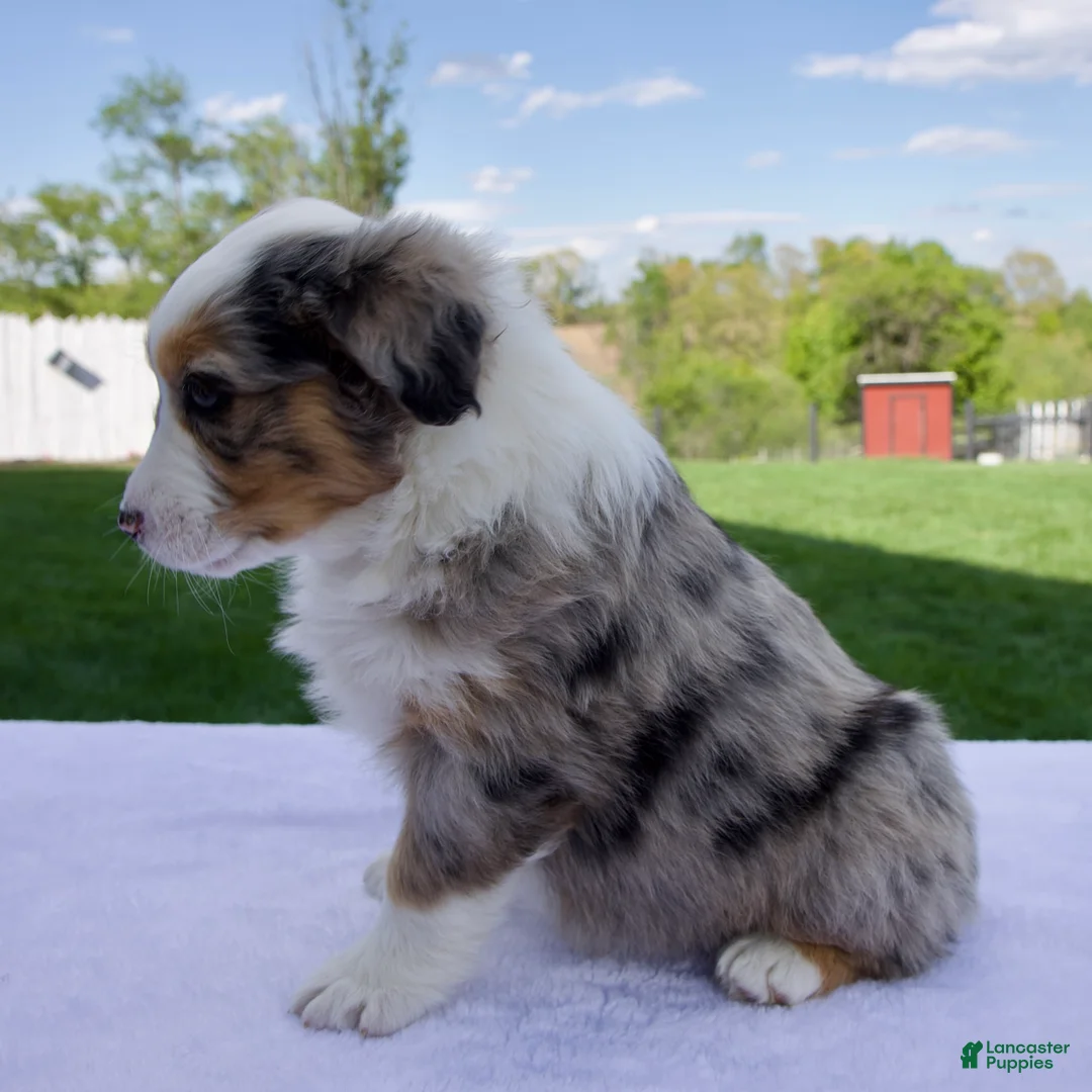 Australian Shepherd dogs for sale: Piper - Ad 2