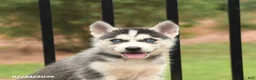 Siberian Husky dogs for sale: Bridget - Ad 5