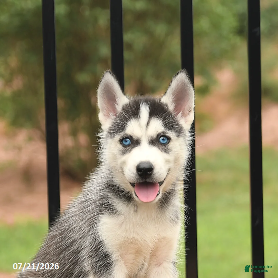 Siberian Husky dogs for sale: Bridget - Ad 5