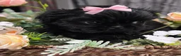 Shih Tzu dogs for sale: Shih Tzu 1 - Ad 3