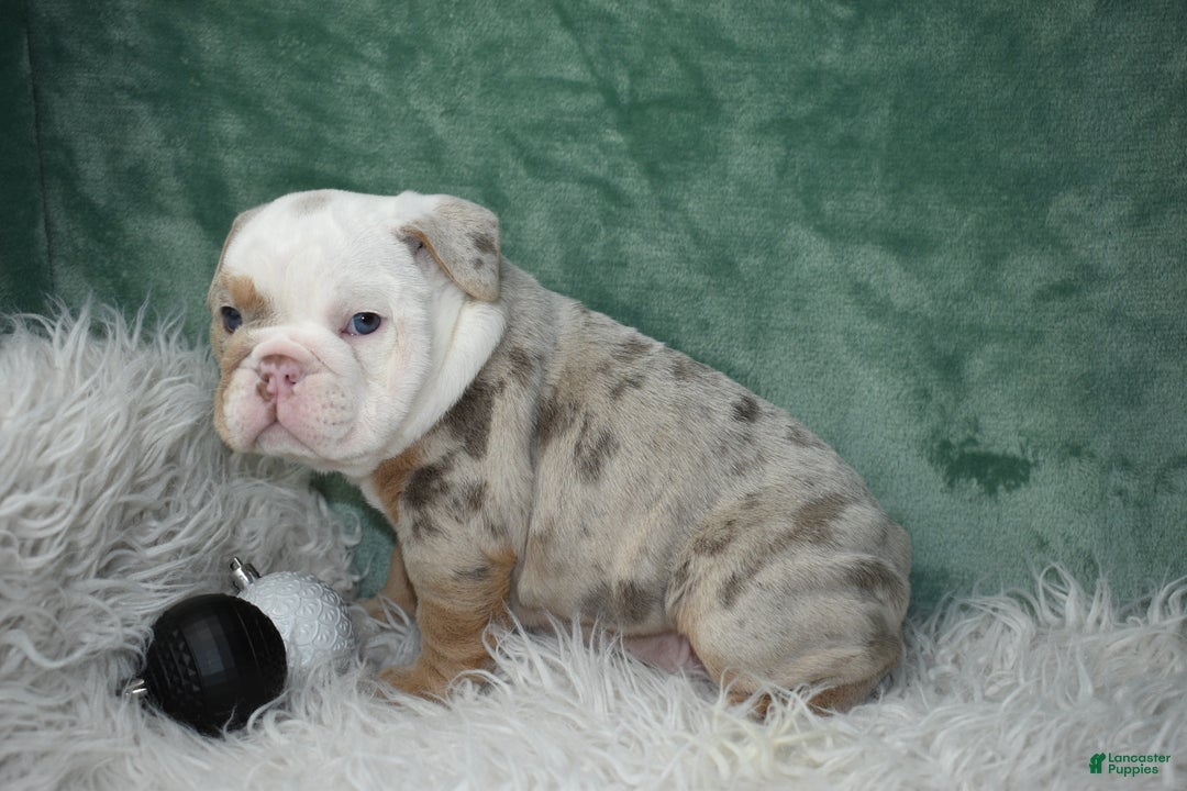 English Bulldog dogs for sale: Crystal  - Ad 5