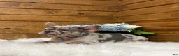 French Bulldog dogs for sale: 0scar - Ad 6