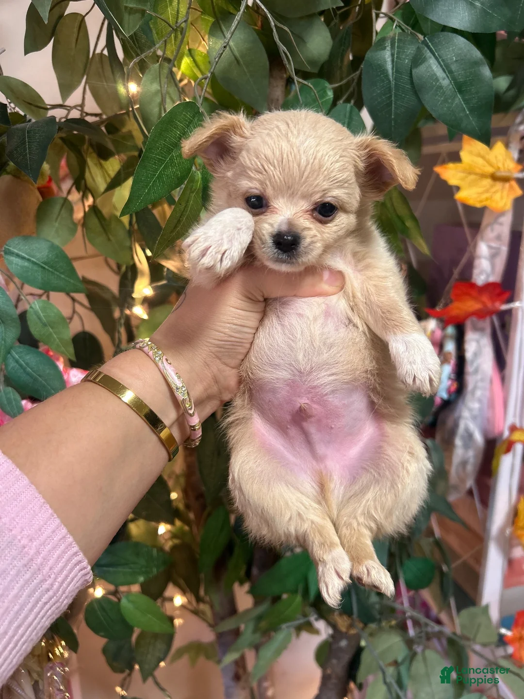 Chihuahua dogs for sale: Chihuahua 4 - Ad 2