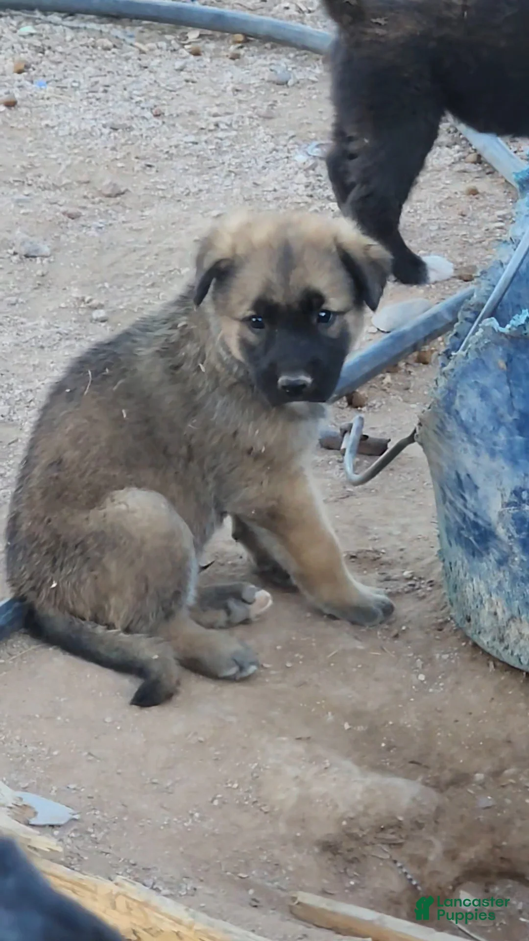 Mixed Breed dogs for sale: McNabsky M sable - Ad 1