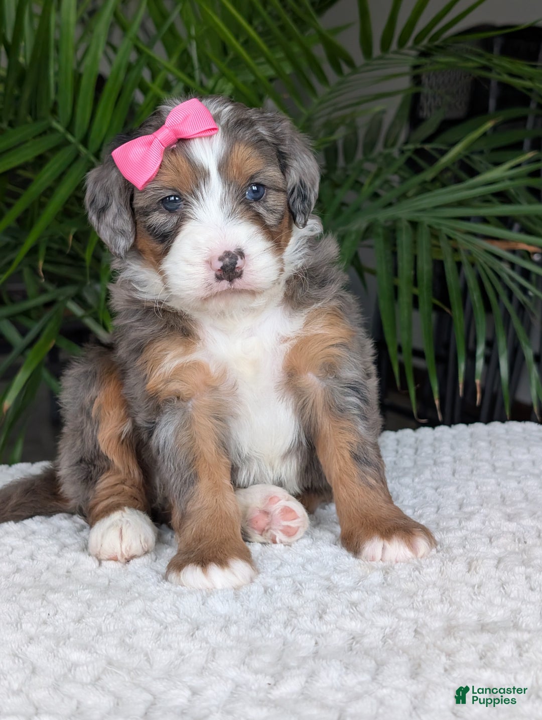 Mini Bernedoodle dogs for sale: Mini Indy  - Ad 13