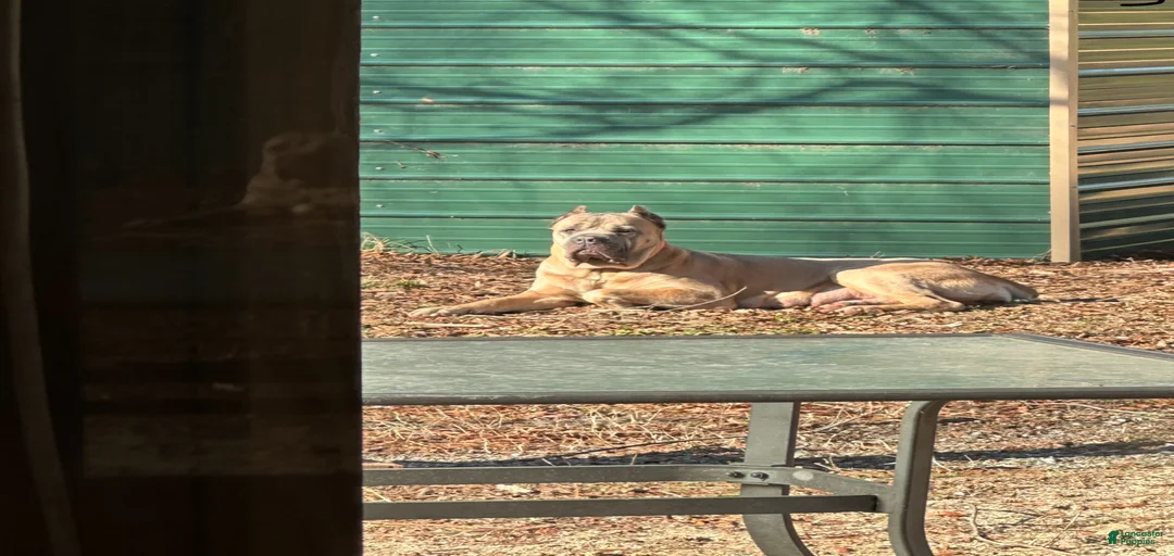 Gallery Image {{count}}