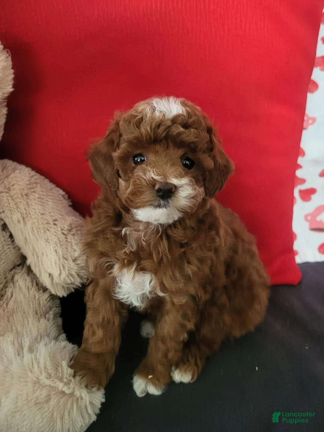 Goldendoodle dogs for sale: Elvin - Ad 4